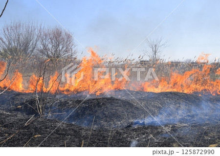 Fire on a plot of dry grass, burning of dry grass and reeds 125872990