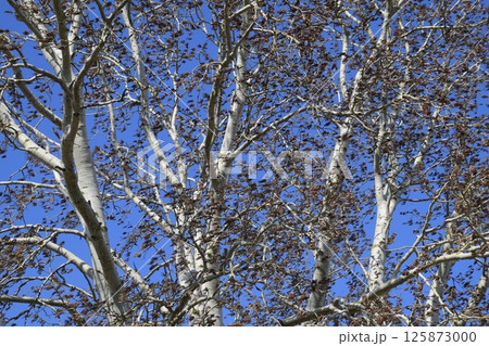 Earrings flowering silver poplar. Flowering poplar Earrings flowering silver poplar. Flowering poplar 125873000