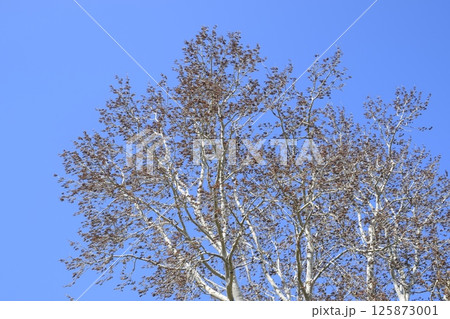 Earrings flowering silver poplar. Flowering poplar Earrings flowering silver poplar. Flowering poplar 125873001