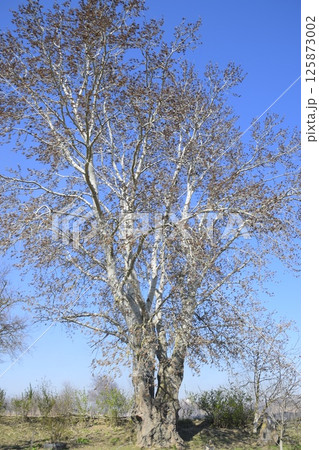 Earrings flowering silver poplar. Flowering poplar 125873002