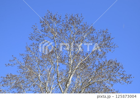 Earrings flowering silver poplar. Flowering poplar 125873004