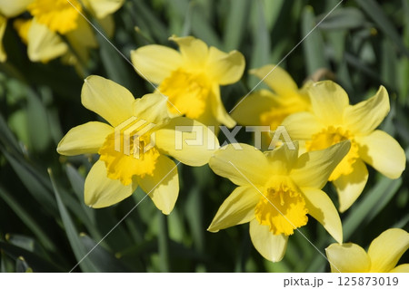 Blooming buds of daffodils in flower bed. Blooming buds of daffodils in flower bed. 125873019