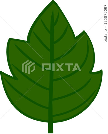 Beautiful shape and green colors tone of fresh leaves. Beautiful shape and green colors tone of fresh leaves. 125873097