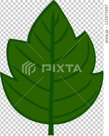 Beautiful shape and green colors tone of fresh leaves. Beautiful shape and green colors tone of fresh leaves. 125873097