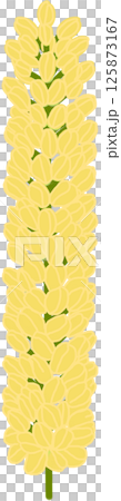 Beautiful shape and colors of yellow blossom flower petals. Beautiful shape and colors of yellow blossom flower petals. 125873167