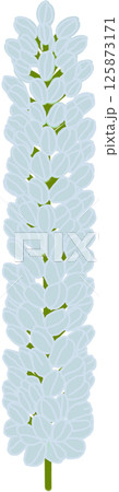 Beautiful shape and colors of blue blossom flower petals. Beautiful shape and colors of blue blossom flower petals. 125873171