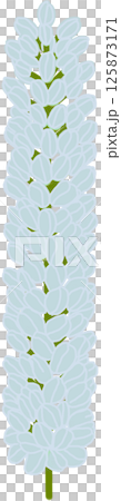 Beautiful shape and colors of blue blossom flower petals. Beautiful shape and colors of blue blossom flower petals. 125873171