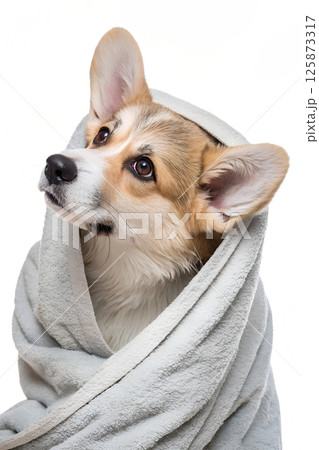 Adorable corgi puppy wrapped in a cozy towel after bath time, cute wet dog with big ears and sweet expression 125873317