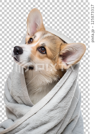 Adorable corgi puppy wrapped in a cozy towel after bath time, cute wet dog with big ears and sweet expression 125873317