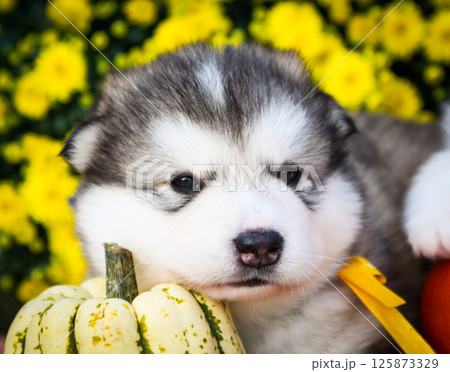 Cute fluffy Alaskan Malamute puppy lying next to a pumpkin with bright yellow flowers in the background. Adorable fall-themed pet portrait. 125873329