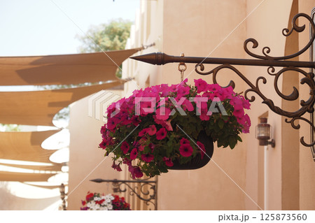 Vibrant pink flowers hanging in a sunny outdoor setting 125873560