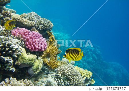 Underwater Scene With Coral Reef 125873737