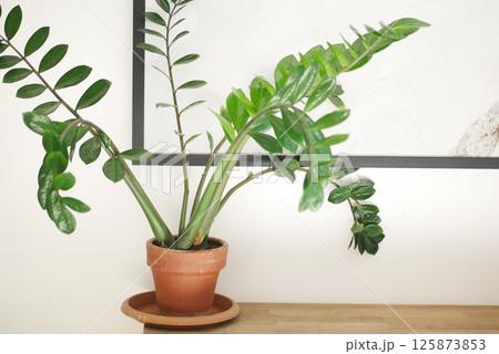 Indoor plant in a ceramic pot next to a minimalist wall decor 125873853