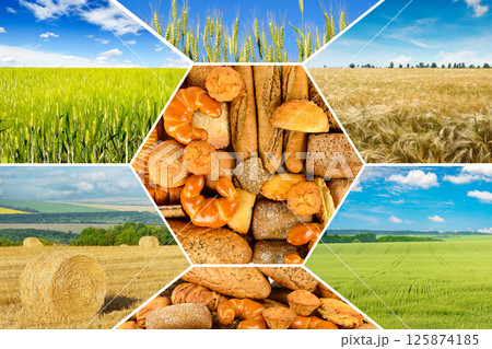 Collage with different types bread and agricultural fields with young and ripe wheat. 125874185