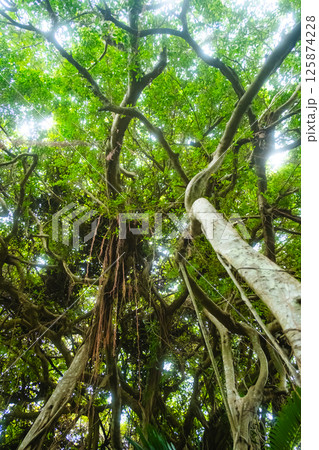 沖縄市のガジュマルの木 沖縄市のガジュマルの木 125874228