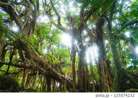 沖縄市のガジュマルの木 125874232