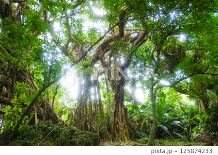 沖縄市のガジュマルの木 沖縄市のガジュマルの木 125874233