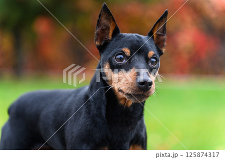 Close-up of miniature pinscher with alert expression outdoors. 125874317