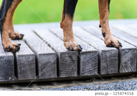 Close-up of dog legs standing on wooden bench outdoors. 125874318