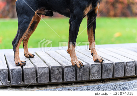 Close-up of dog legs standing on wooden bench outdoors. 125874319
