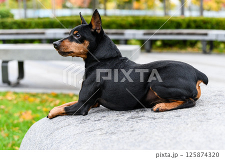 Miniature pinscher lying on stone surface in city park. Miniature pinscher lying on stone surface in city park. 125874320