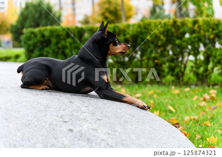 Miniature pinscher lying on stone surface in city park. Miniature pinscher lying on stone surface in city park. 125874321