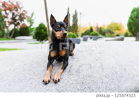 Miniature pinscher lying on stone surface in city park. Miniature pinscher lying on stone surface in city park. 125874323