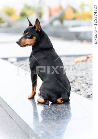 Miniature pinscher sitting on polished stone surface outdoors. Miniature pinscher sitting on polished stone surface outdoors. 125874327
