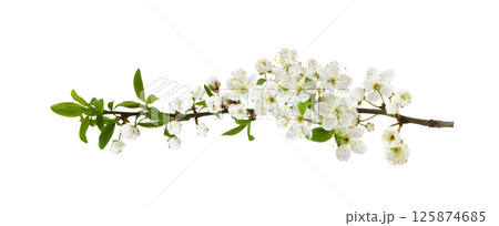 Spring early flowers and small green leaves on twig of berry tree isolated on white Spring early flowers and small green leaves on twig of berry tree isolated on white 125874685