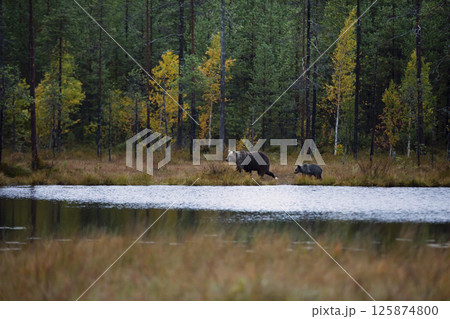 Bear family in taiga. (Ursus arctos) Brown bear cubs with mother. Beautiful animals hidden near forest lake. Dangerous animals in nature forest and meadow habitat. Wildlife scene from Finland. 125874800