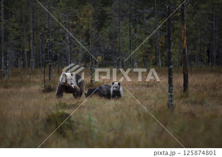Bear family in taiga. (Ursus arctos) Brown bear cubs with mother. Beautiful animals hidden near forest lake. Dangerous animals in nature forest and meadow habitat. Wildlife scene from Finland. 125874801