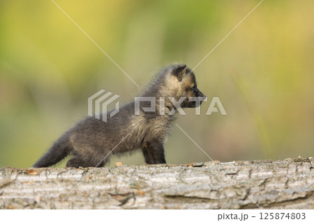 Young red fox cub (Vulpes vulpes) exploring its natural habitat on fallen logs. A small red fox cub is cautiously navigating through its forest environment, Czech republic 125874803