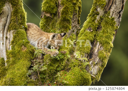 Lynx, eurasian wild cat on green mossed tree with green forest in background, animal in the nature habitat, Europe Lynx, eurasian wild cat on green mossed tree with green forest in background, animal in the nature habitat, Europe 125874804