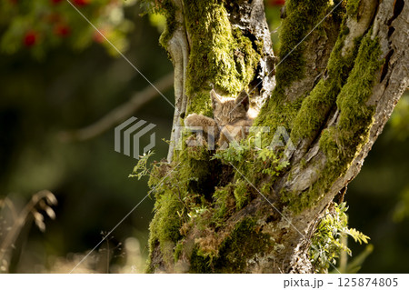 Lynx, eurasian wild cat on green mossed tree with green forest in background, animal in the nature habitat, Europe Lynx, eurasian wild cat on green mossed tree with green forest in background, animal in the nature habitat, Europe 125874805