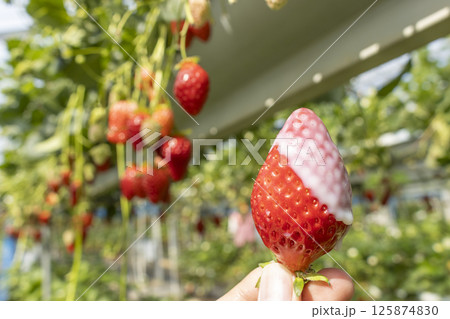 いちご狩りをする男性の手（30代、日本人、顔無し） 125874830