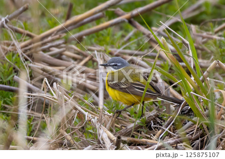 Beautiful bird in its natural habitat 125875107