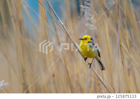 Male Citrine wagtail in full adult colors sitting 125875113