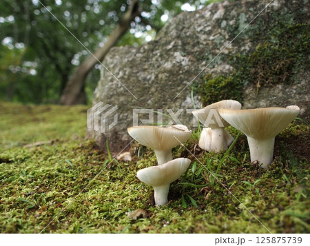 カワリハツの生態写真 カワリハツの生態写真 125875739