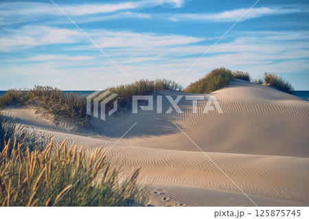Sandy beach at the north sea coast in denmark 125875745