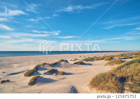 Beach Gras and Dunes at the Jammerbugt in Denmark 125875751