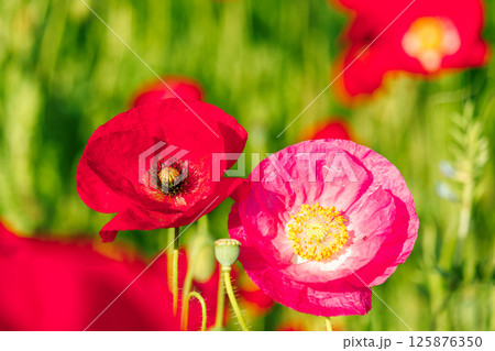 花畑に咲く美しいっポピー 125876350