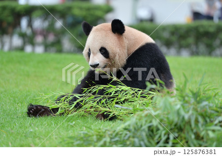 おいしそうに竹を食べる良浜 125876381