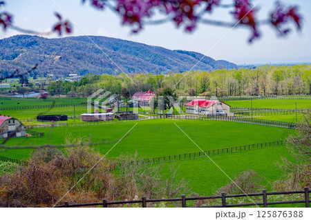 牧場と桜 125876388