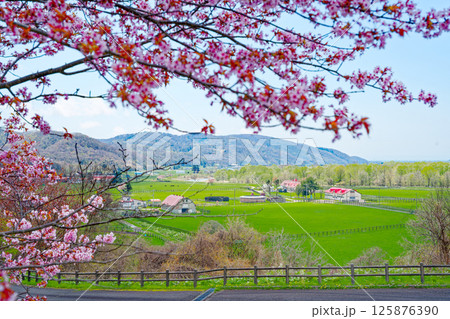 牧場と桜 125876390