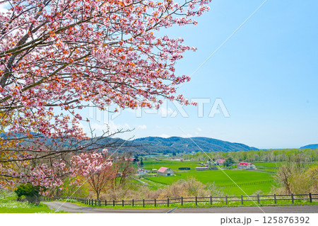牧場と桜 牧場と桜 125876392