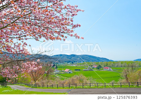 牧場と桜 牧場と桜 125876393
