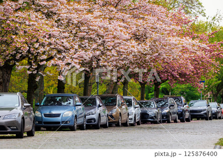 Scenic bright view row parked cars on busy city street in European city Magdeburg with blooming pink cherry trees alley background.. Sidewalk parallel side parking full of vehicles traffic jam 125876400