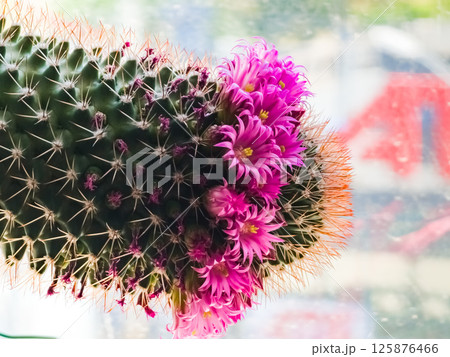 Detail of Mammillaria Zeilmanniana cactus in full bloom. Pink star-shaped flowers arranged in a ring around the plant 125876466