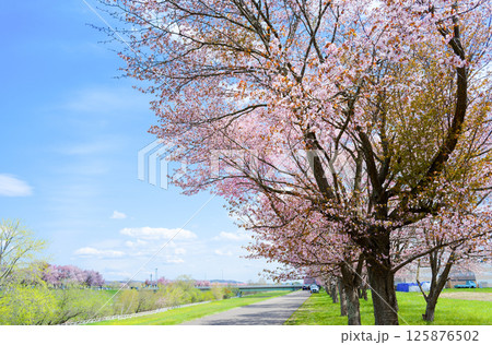帯広の桜 帯広の桜 125876502