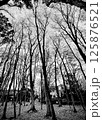 冬の高い木々 125876521